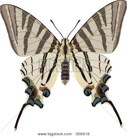 Iphiclides Podalirius