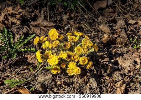 Yellow And Pretty Flowers Of Coltsfoot (tussilago Farfara)