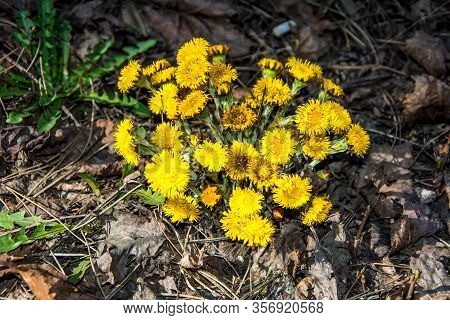 Yellow And Pretty Flowers Of Coltsfoot (tussilago Farfara)