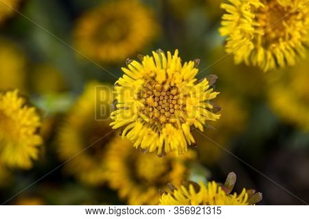 Blooming In Early Spring Bush Coltsfoot. Beautiful Yellow Coltsfoot Flower. Tussilago Farfara (colts