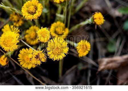 Blooming In Early Spring Bush Coltsfoot. Beautiful Yellow Coltsfoot Flower. Tussilago Farfara (colts
