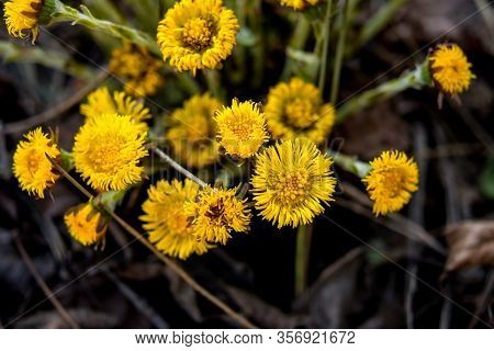 Yellow And Pretty Flowers Of Coltsfoot (tussilago Farfara)