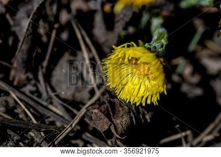 Blooming In Early Spring Bush Coltsfoot. Beautiful Yellow Coltsfoot Flower. Tussilago Farfara (colts