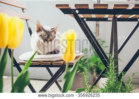 Lifestyle Photo Of A Beautiful Green Balcony And Littlest Cute Devon Rex Cat Sleeping On A Wooden Ch