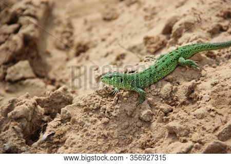 Green Lizard On The Sand Close-up. Iizard Is Illuminated By The Sun.