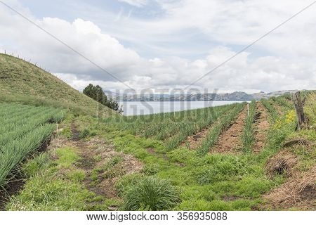 Aquitania, Boyaca / Colombia; April 8, 2018: Rural Andean Landscape, Welsh Onion Fields, Allium Fist
