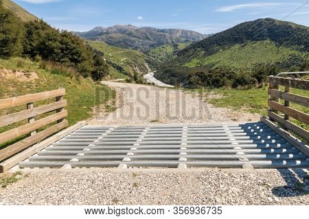 Gravel Road With Catlle Stop Accross Hilly Farmland In New Zealand