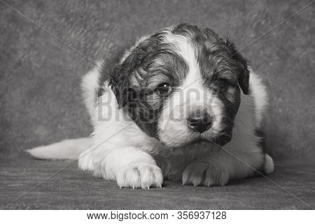 Pet Portrait Of Cute Little Sheperd Puppy On Gray Background.