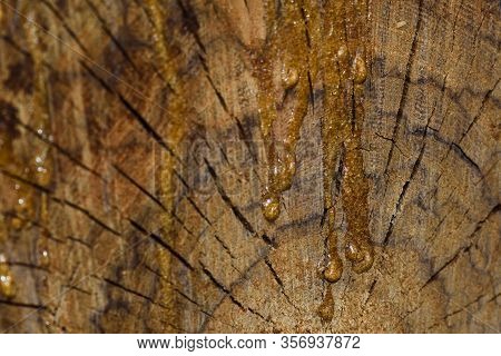 Hardened Wood Sap On Wooden Stump Crosscut (vachellia Sp.), Pretoria, South Africa