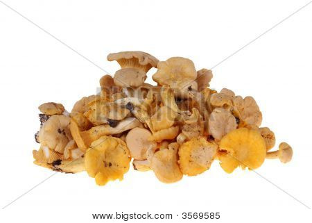 Pilz