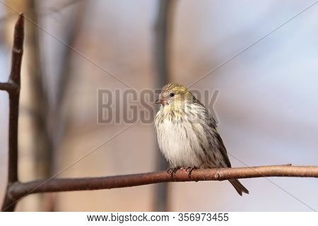 European Serin Nature bird pet branch Nature background fall trees Nature sunrise animal Nature pet birdie pet animal Nature background birds Nature pet Nature background animal Nature pet autumn forest woods Nature background animal Nature background.