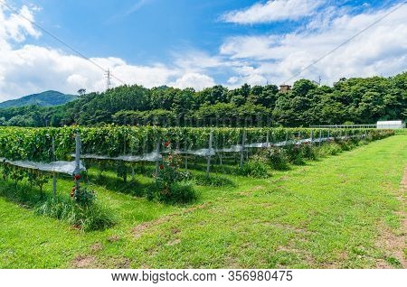 Vineyard Summer Landscape With Rows Of Grape Vines And Grass With Foresst On The Background. Vineyar