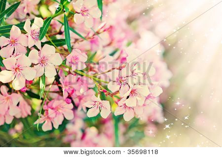 Rosa ramo di fiore - Nerium Oleander