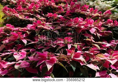 Colorful Foliage Nature Background In Pink And Green Tones. Floral Nature Background Of Alternanther