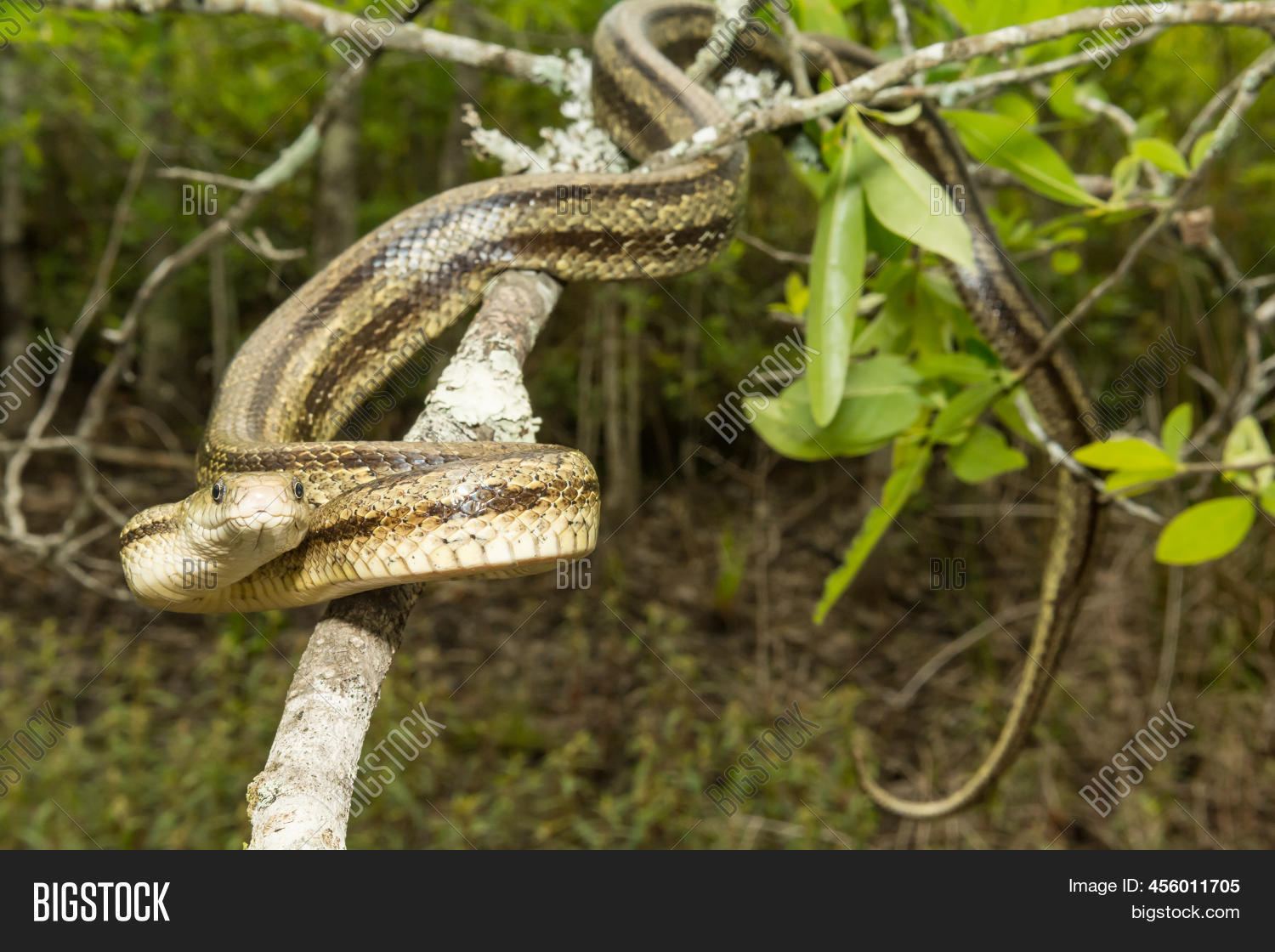 Greenish Rat Snake Image & Photo (Free Trial) Bigstock
