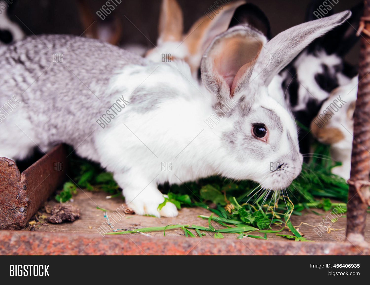 Family Little Rabbits Image & Photo (Free Trial) Bigstock