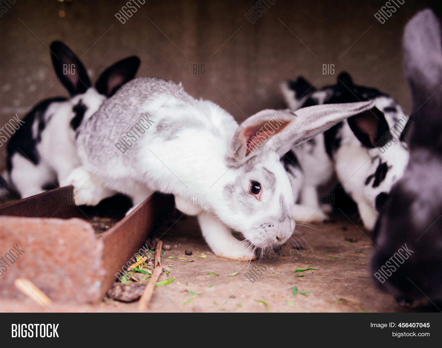 Family Little Rabbits Image & Photo (Free Trial) | Bigstock