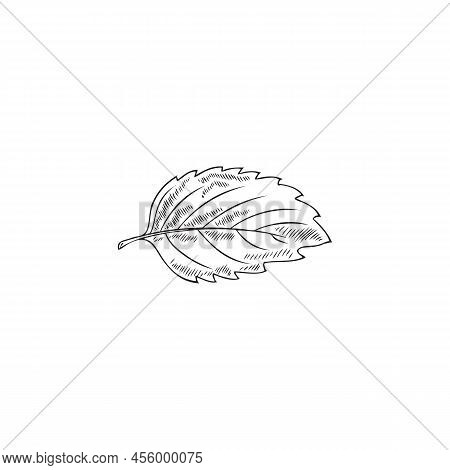 Melissa Or Peppermint Leaf In Hand Drawn Sketch Style, Flat Vector Illustration Isolated On White Ba