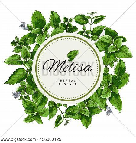 Melissa Or Lemon Balm Frame Background, Hand Drawn Vector Illustration Isolated.