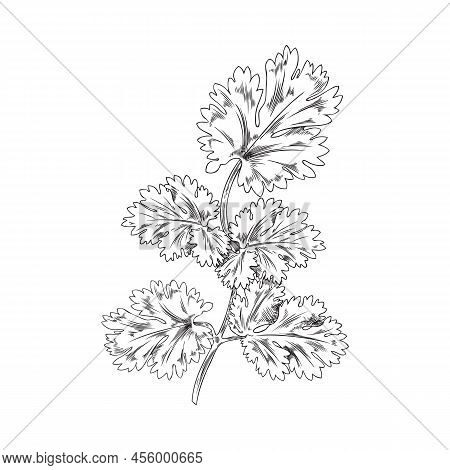 Bush, Sprig Of Coriander, Botanical Vector Illustration, Hand-drawn, On A White Background.