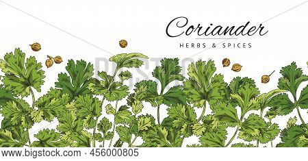 Poster, Template With Green Branch, Coriander Leaf, Botanical Vector Illustration, Hand-drawn.