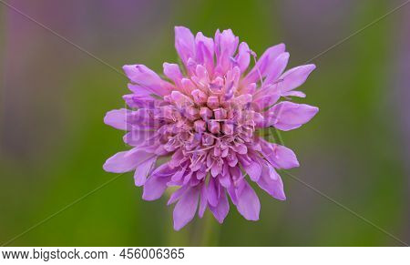 Pink Wild Cornflower Close Up, Selective Focus.