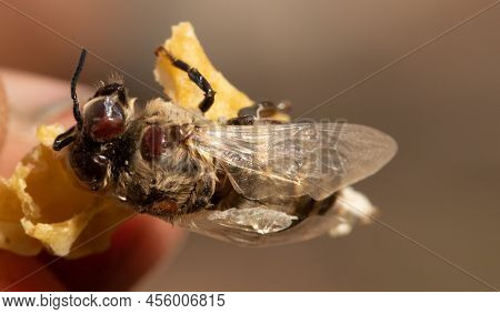 The Bee Is Affected By The Varroa Mite And A Piece Of Beeswax In The Beekeepers Hand.