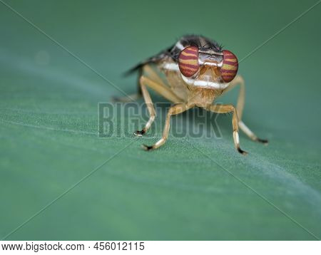 Beautiful Eyes Of Signal Fly On The Leaf