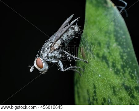 Skinny Flesh Fly Perched On The Leaf