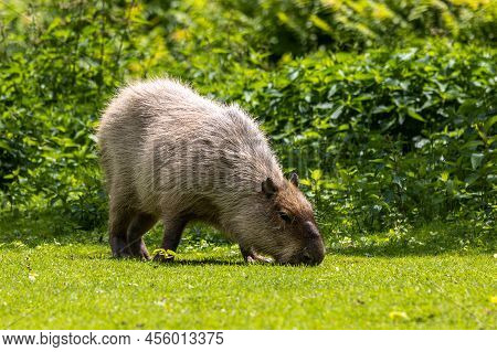 The Capybara, Hydrochoerus Hydrochaeris Is A Mammal Native To South America. It Is The Largest Livin