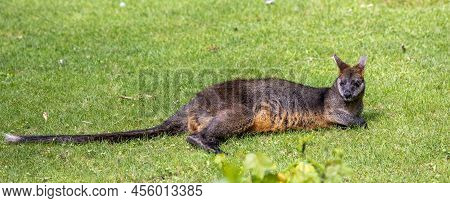 Swamp Wallaby, Wallabia Bicolor, Is One Of The Smaller Kangaroos. This Wallaby Is Also Commonly Know