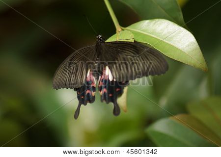 Fælles Mormons Bog Butterfly - Papilo Polytes