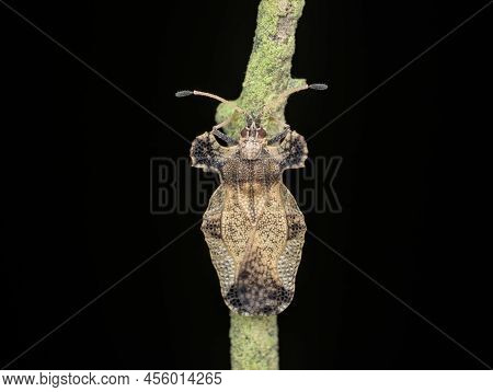 Lace Bugs Perched On The Branch From Top View