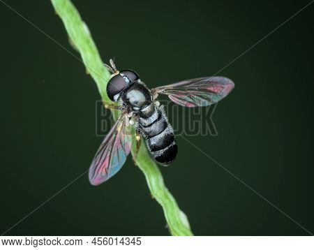 Hover Fly On The Grass With Wings Open
