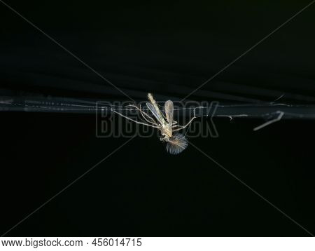 Little Mosquito Traped On The Spider Web