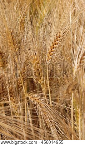 Many Golden Ears Of Wheat In The Field Cultivated With Cereal Plants During Ripening In Summer Which