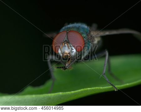 Common Green Bottle Fly On The Grass Seen From Front View