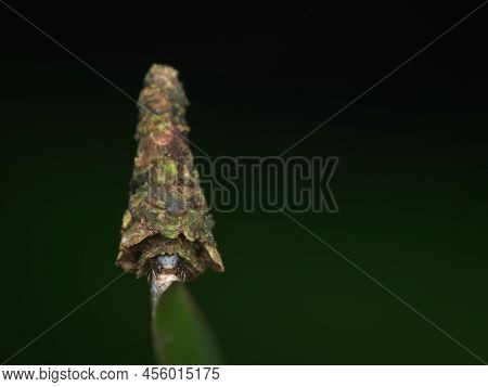 A Bagworm On The End Of Leaf