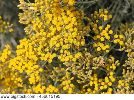 Many Small Flowers Of Helichrysum Italicum Also Called Elicriso In Italian Language