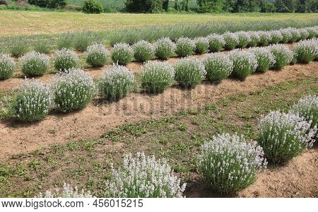 Herbaceous Perennial Plants Of Lavandula Of Lavender Flowers In The Cultivated Field