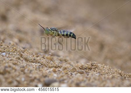 A Sand Wasp Flying On The Sand