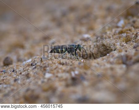 Young Sand Wasp In Front Of The Hole