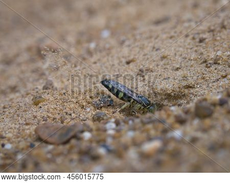 The Sand Wasp Is Digging A Hole In The Sand