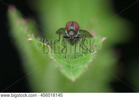 Small Fly With Bubble In The Mouth On The Leaf