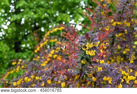 Small Yellow Flowers Of Tunberg's Barberry Or Japanese Barberry. Thunberg Barberry Is An Ornamental 