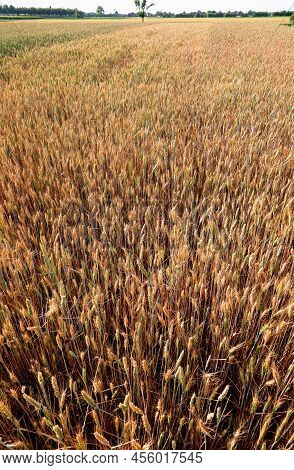 Extensive Fertile Plain With Intensive Cultivation Of Wheat For The Production Of Flour For Making B