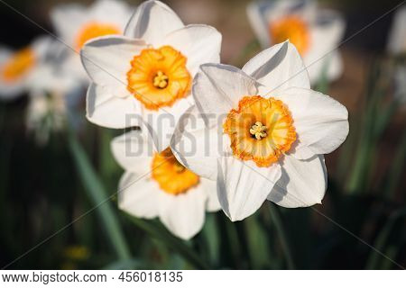 Narcissus Flowers Close Up. Floral Spring Background. Blooming Daffodils In The Field. White Flowers