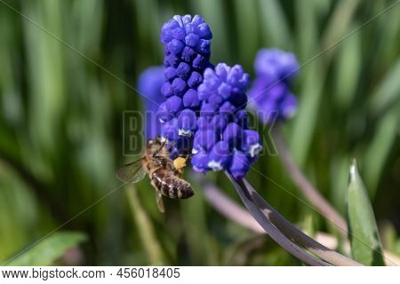 Muscari Blue Flowers, Rich Color, Close Up, With Bee.very Beautiful Flowers Of Deep Blue Color. Musc