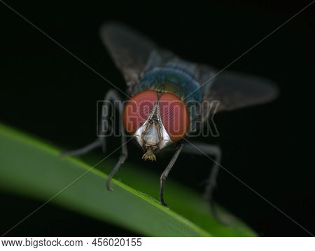 Close Up Eye Of Blue Bottle Fly Perched On The Leaf