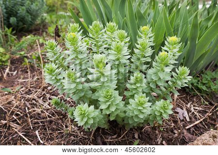 Golden Root In aiuola